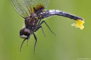 Leucorrhinia caudalis - homöochromes Weibchen_noteiablage_mg_