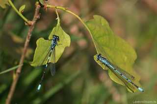 Coenagrion puella und Coenagrion pulchellum. 2 Arten der gleichen Gattung