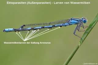 Wassermilbenlarven der Gattung Arrenurus am Abdomen eines Enallagma cyathigerum Männchens