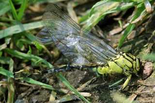Gomphus flavipes- Unfall -