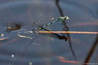 Coenagrion hastulatum - eiablage_1_img_5515