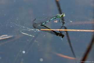 Coenagrion hastulatum - eiablage_2_img_5520