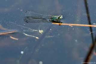 Coenagrion hastulatum - eiablage_3_img_5528