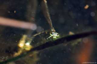 Coenagrion hastulatum - eiablage_4_img_5534
