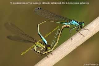 Ischnura elegans mit Wassermilbenlarven der Gattung Arrenurus