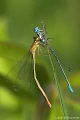 Ischnura elegans vs. Coenagrion pulchellum