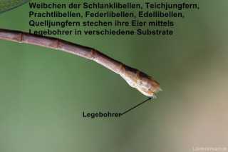 Legebohrer (Ovipositor) einer Kleinlibelle