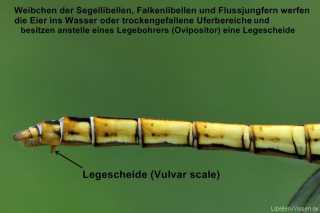 Weibchen der Segellibellen, Falkenlibellen, und Flussjungfern besitzen eine Legescheide (Vulvar scale)