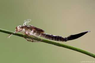 Lestes dryas-exuvie_2895