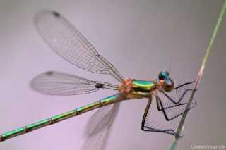 Lestes sponsa mit Gnitze auf dem Flügel