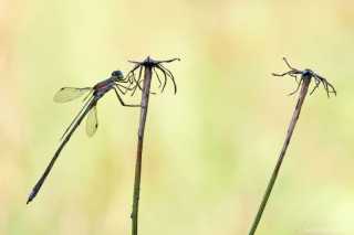 Lestes virens, male - Kleine Binsenjungfer, Männchen