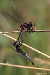 Leucorrhinia Tandem, Fehlgriff