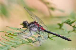 Leucorrhinia dubia, male adult