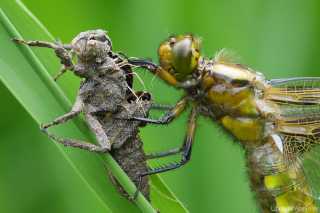 Libellula depressa Weibchen , die eigene Exuvie fest umklammert