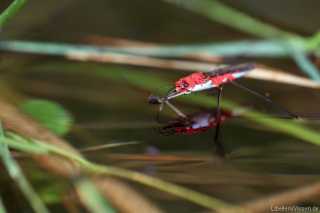 Gerris lacustris - Hydrarachnidae _img_5511