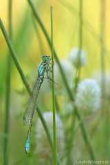 Libelle Kleinlibelle Pechlibelle Schlafplatz Odonata damselflies