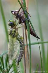 Aeshna cyanea - male immature
