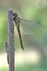 Aeshna affinis - female immature with evuvae