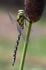 Aeshna cyanea männlich _img_5249