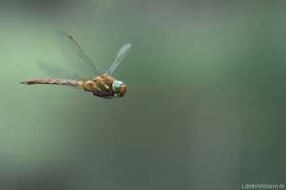 Aeshna isoceles im Flug