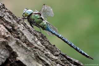 Aeshna viridis - male_lw_3502
