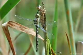 Aeshna cyanea weiblich - frisch geschlüpft