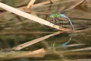 Anax imperator-Eiablage