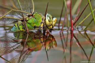 Anax imperator - female - Eiablage