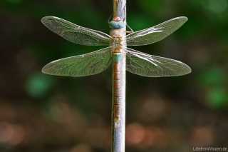 Anax parthenope