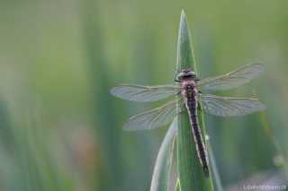 Brachytron pratense Weibchen