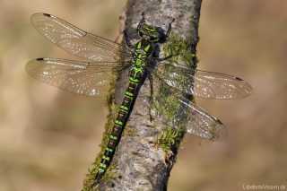 Aeshna cyanea / eine unserer häufigsten Edellibelle (Aeshnidae)