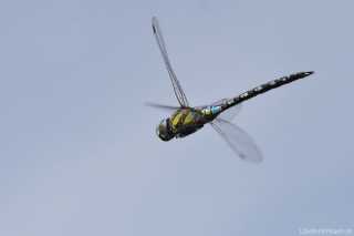 Aeshna mixta