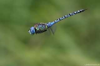 Aeshna affinis - flying male
