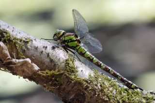 Aeshna cyanea - female