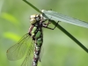 Aeshna cyanea - female - andromorph_IMG_02230