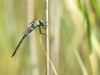 Aeshna affinis - male_IMG_330
