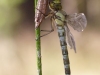 Aeshna cyanea - female IMG_4500