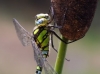 Aeshna cyanea männlich _img_5249