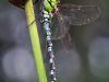 Aeshna cyanea - male - img_5199