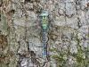 Aeshna viridis male _oben_img_3