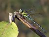 Aeshna cyanea - male - img_0899