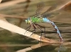 Anax imperator-Eiablage