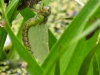 Aeshna viridis