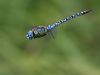 Aeshna affinis - flying male