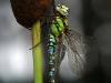 Aeshna cyanea - male