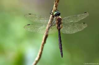 Somatochlora flavomaculata - male - Großlibelle - Anisoptera