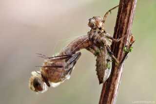 Cordulia aenea Metamorphose (April 2012)