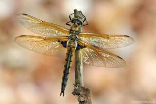 Epitheca bimaculata - female_img_3550
