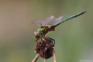 Somatochlora metallica