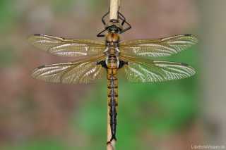 Epitheca bimaculata - Anisoptera